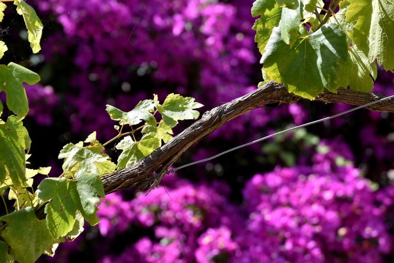 Villa Asia Holiday Home Sant'Agata sui due Golfi Luaran gambar